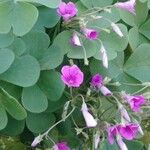 Oxalis debilis Λουλούδι