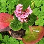Bergenia purpurascens Flor