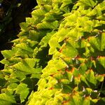 Parthenocissus tricuspidata Blad