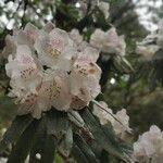 Rhododendron morii Çiçek