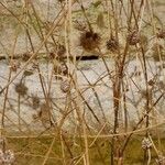 Lomelosia argentea ᱵᱟᱦᱟ