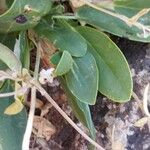 Anthyllis vulneraria Folha