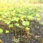 Marsilea quadrifolia Лист