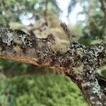 Quercus garryana Corteza