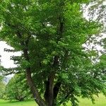 Liquidambar styraciflua Likasa