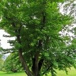 Liquidambar styraciflua برگ