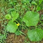 Cucumis melo Leaf