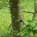 Tilia amurensis Bark