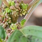 Amaranthus graecizans 花