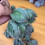 Crassula pyramidalis叶