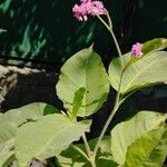 Persicaria orientalisFlor