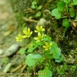 Saxifraga cymbalaria Flor