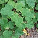 Rubus tricolor Leaf