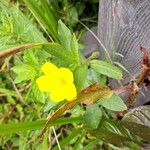 Ludwigia grandifloraBlüte