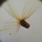 Cynara humilis Fruto