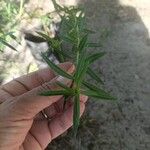 Heimia salicifolia Hoja