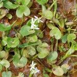 Heteranthera reniformis Likasa