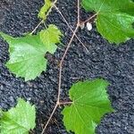 Vitis viniferaপাতা