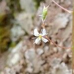 Saxifraga cuneifolia Λουλούδι