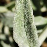 Stachys cretica Blad