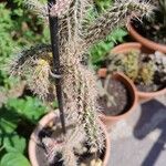 Cylindropuntia imbricata Leaf