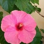 Hibiscus moscheutosപുഷ്പം