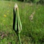 Tragopogon pratensisКвітка