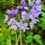 Hyacinthoides hispanicaBlodyn