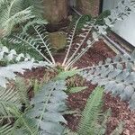 Encephalartos ferox Hostoa