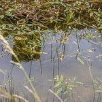 Persicaria amphibia Yaprak