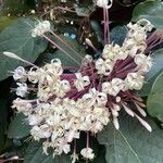 Clerodendrum quadriloculareŽiedas