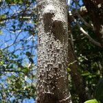 Coccoloba pubescens خشب