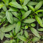 Solanum muricatum Folha