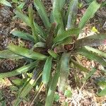 Neoregelia spectabilis Leaf