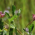 Trifolium depauperatum Hábitos