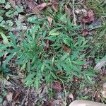 Microstegium vimineum Leaf