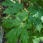 Acer macrophyllum Lapas
