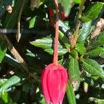 Crinodendron hookerianum Кветка