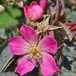 Rosa glauca Фрукт