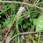 Neotinea maculata Blodyn