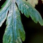 Tanacetum parthenium Blatt