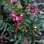 Sorbus reducta Fruto