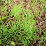 Vicia parviflora Lehti