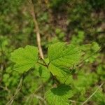 Viburnum acerifolium Blatt