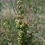 Rumex aquitanicus Hedelmä