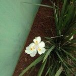 Dietes bicolor 花