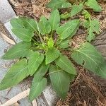 Viola sagittata Blad