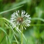 Taraxacum erythrospermum 果