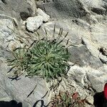 Plantago coronopus Blad