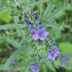 Echium vulgareBlomst